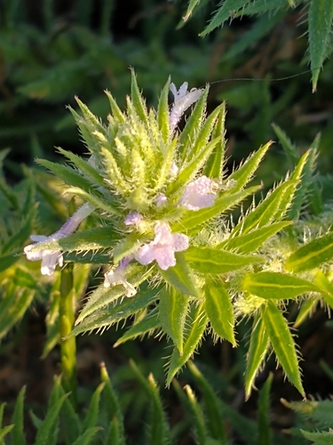 Verbena bracteata iNat (2)