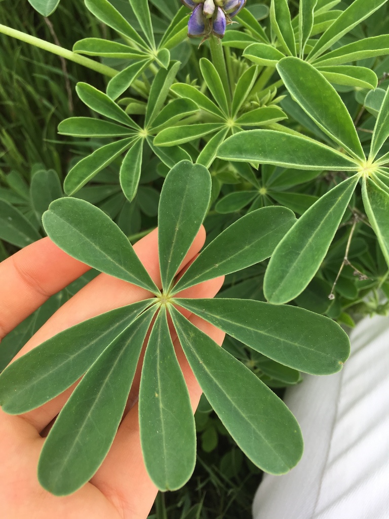 arroyo lupine