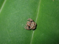 Boliscus tuberculatus