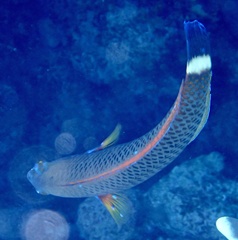 Pseudodax moluccanus