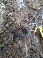 Scolopendra laeta