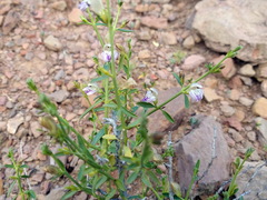 Monechma spartioides