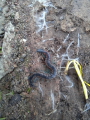 Scolopendra laeta