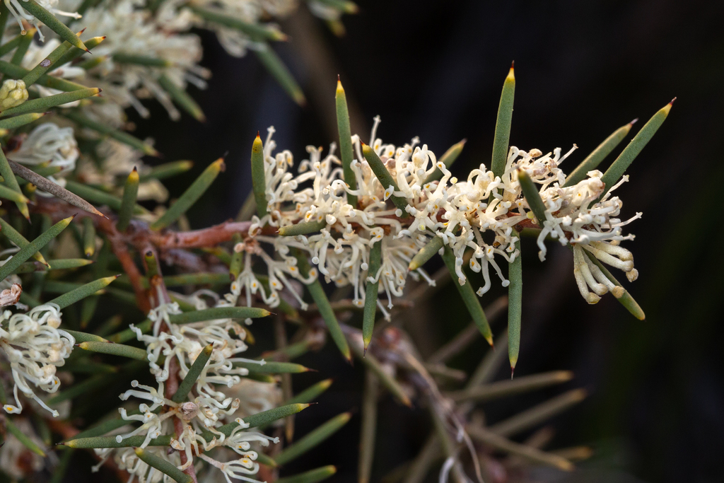 dwarf hakea