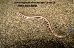 Ophiomorus maranjabensis