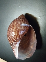 Tonna perdix