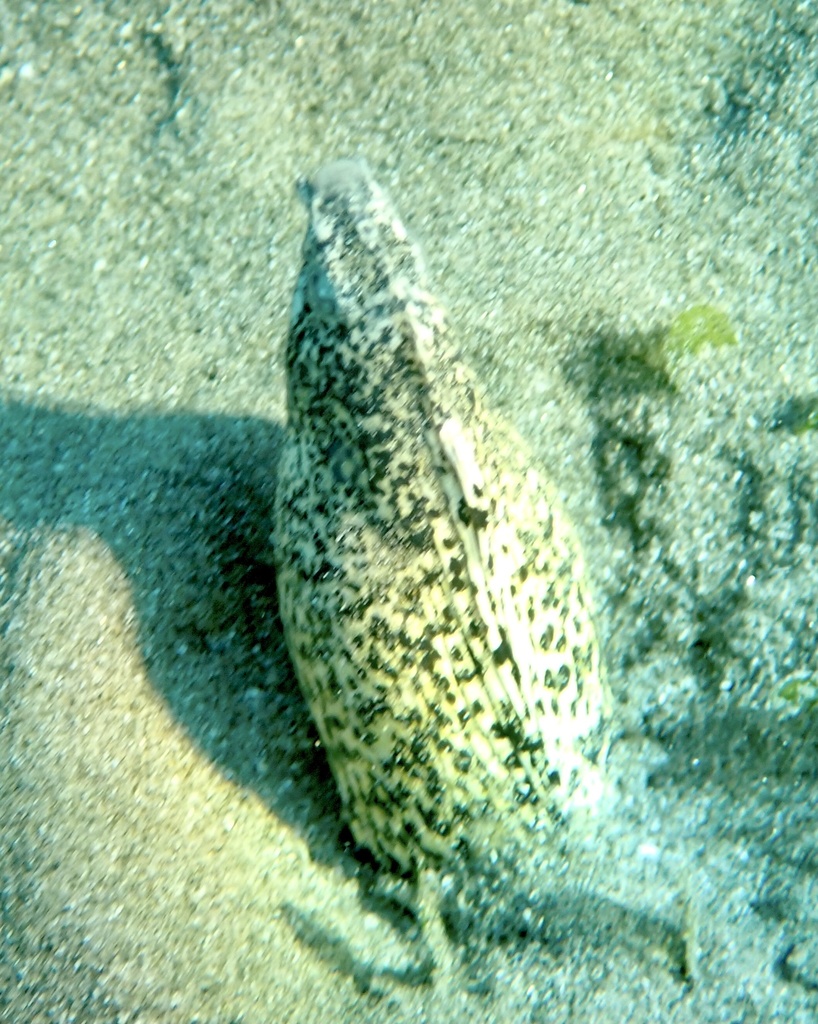 Marbled snake eel