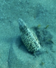 Callechelys marmorata