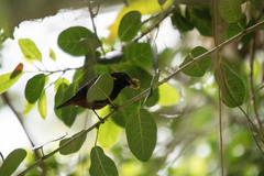 Euphonia pectoralis