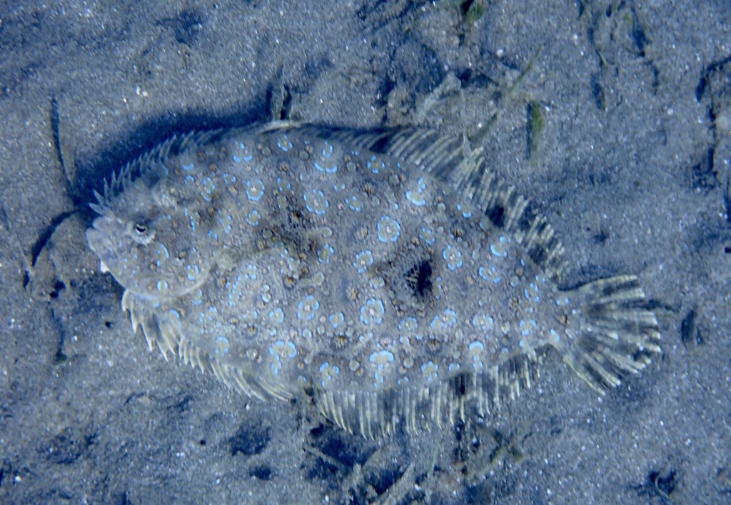 Panther Flounder from Dibab, Rode Zee, EG on July 31, 2021 at 0417 PM