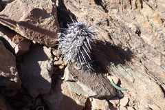 Acanthopsis dispermoides