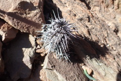 Acanthopsis dispermoides