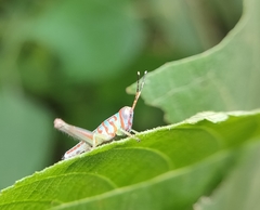Pirithoicus ophthalmicus