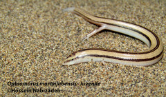 Ophiomorus maranjabensis