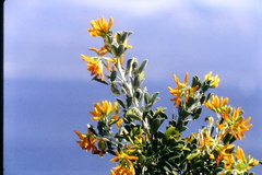 Medicago arborea