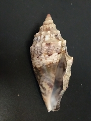 Euprotomus