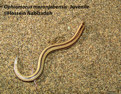 Ophiomorus maranjabensis