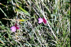 Lathyrus clymenum