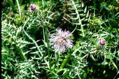 Galactites tomentosus