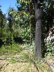 Xanthorrhoea concava