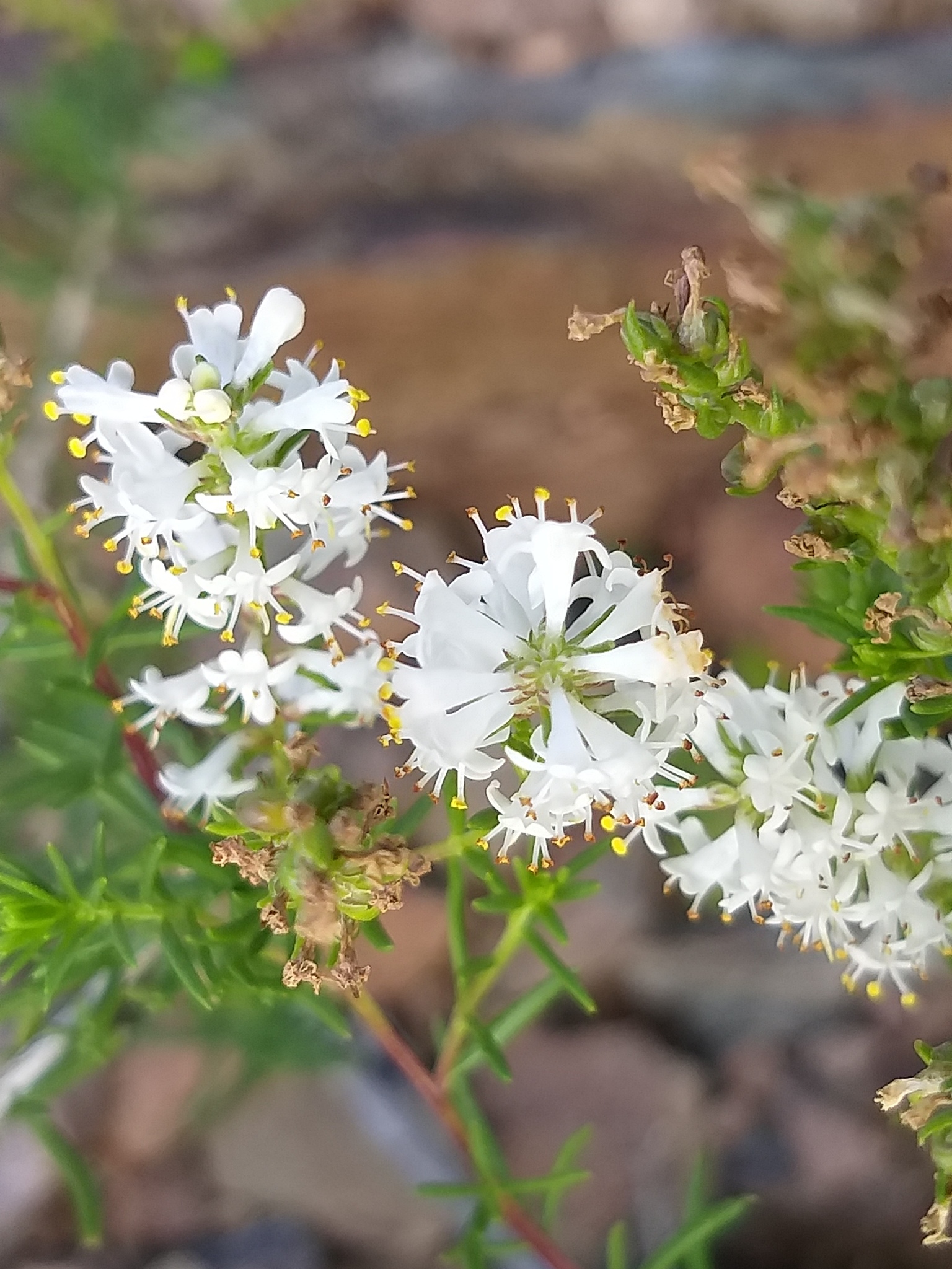 Melaleaca - White Lace, Melaleuca thymifolia
