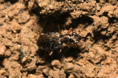 Asaphidion