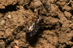 Asaphidion