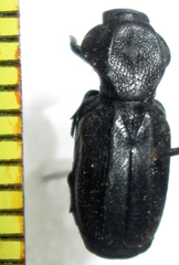 Lecanoderus