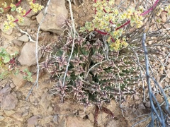 Tridentea gemmiflora