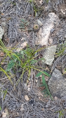 Gueldenstaedtia verna