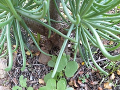 Tylecodon cacalioides