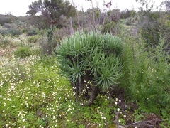 Tylecodon cacalioides