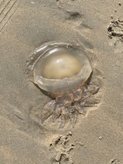 Dactyliophorae