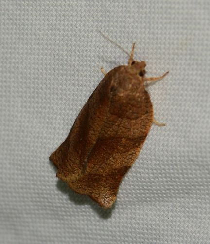 Oblique-banded Leafroller Moth, Windsor, ON N9H 1R1, Canada, photo 8 of 10