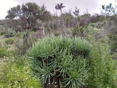 Tylecodon cacalioides