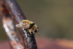 Cephenemyia stimulator
