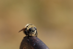 Cephenemyia stimulator