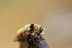 Cephenemyia stimulator