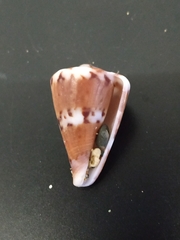 Conus capitaneus