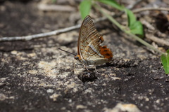 Charaxes macclounii macclounii