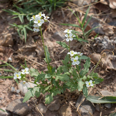 Diplotaxis erucoides