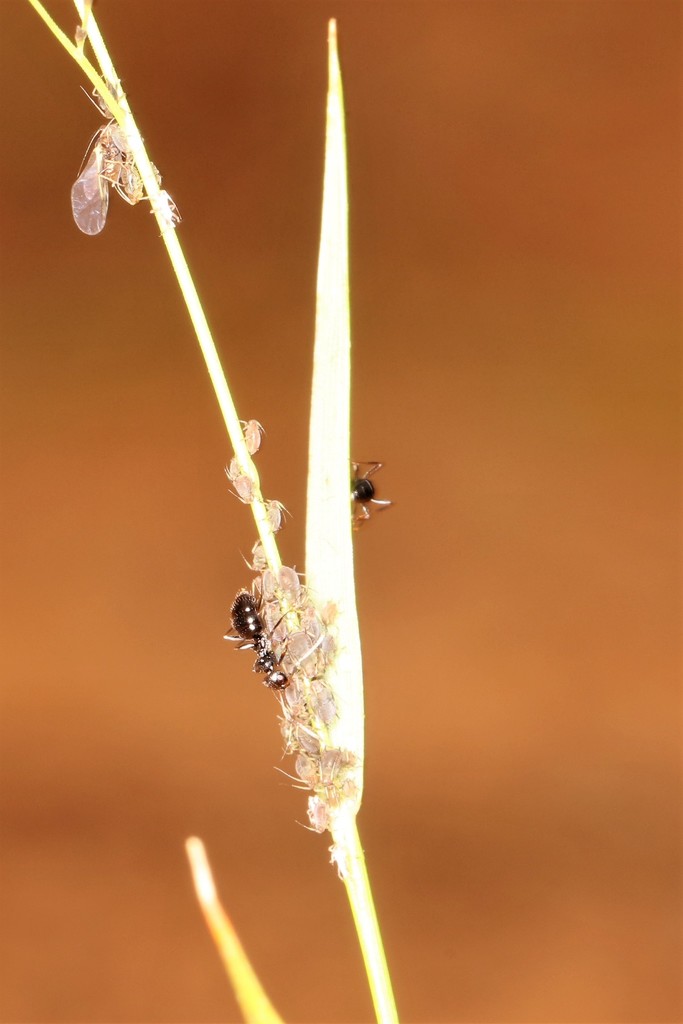 Small Hairy Sugar ant