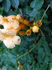 Dolichovespula maculata