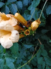 Dolichovespula maculata