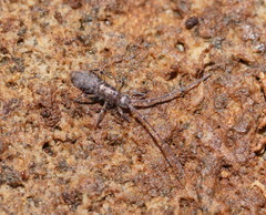 Paronellidae