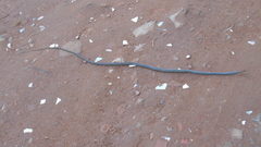 Chironius quadricarinatus