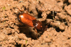 Trechus quadristriatus