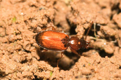 Trechus quadristriatus