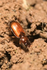 Trechus quadristriatus
