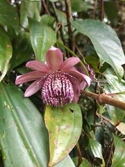Passiflora riparia